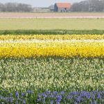 Champs de fleurs sur l'Île de Texel