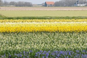 Champs de fleurs sur l'Île de Texel