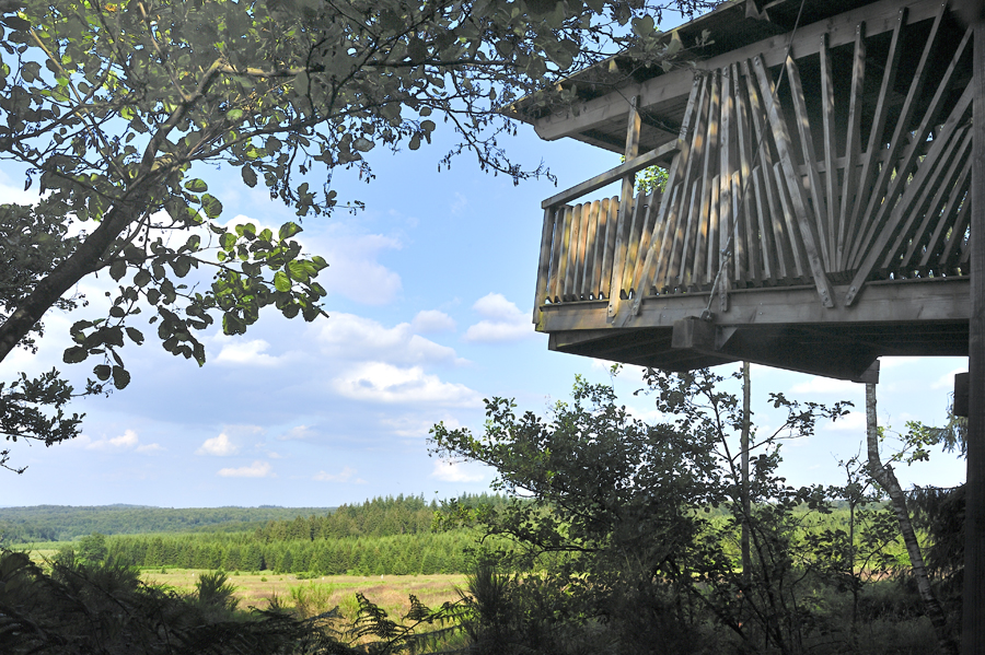 Observatoire en forêt de Saint-Hubert