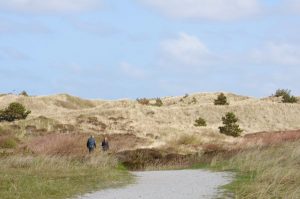 Les dunes de l'île de Texel