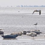 Spectaculaires marées de la mer de Wadden et sa faune locale