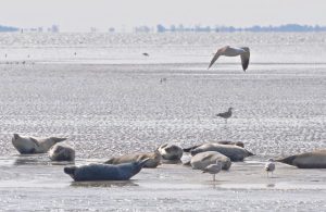 Spectaculaires marées de la mer de Wadden et sa faune locale