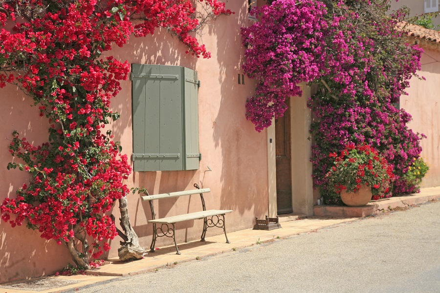 Veel bloemen in Porquerolles