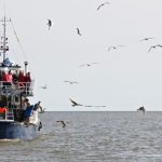 Pêche aux crevettes à Oudeschild au large de Texel