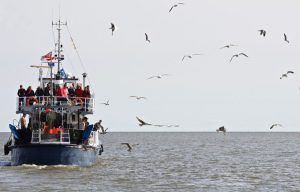 Pêche aux crevettes à Oudeschild au large de Texel