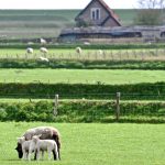 Les moutons de Texel, particularité de l'île