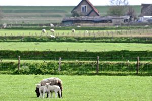 Les moutons de Texel, particularité de l'île