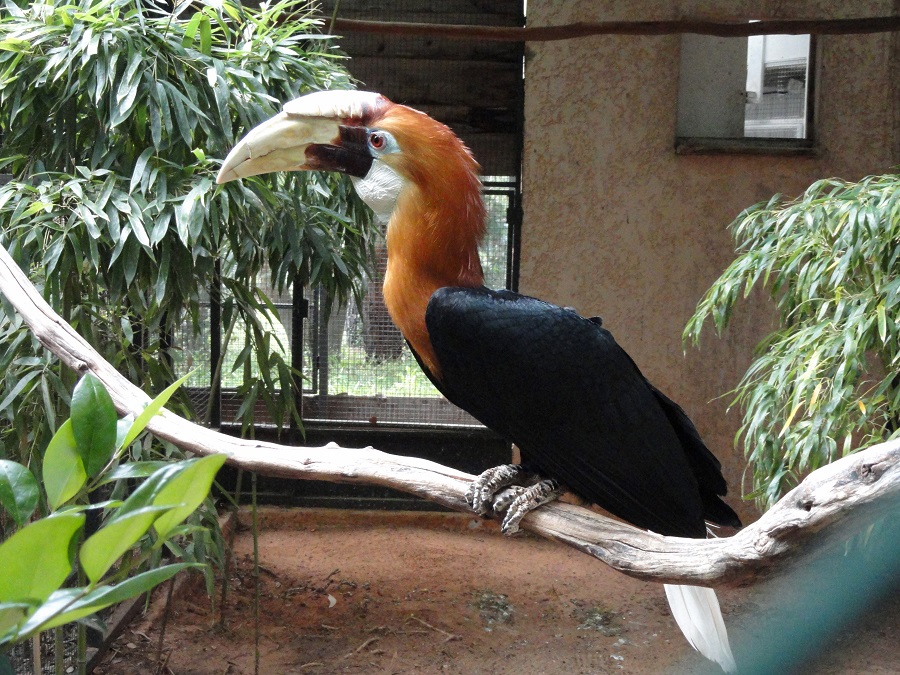 Jardin des zoologique tropical La Londe-Les-Maures