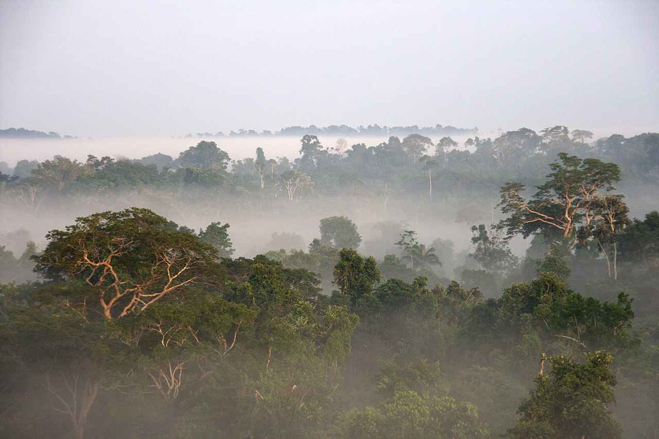 Forêt amazonienne : 5 choses à savoir !