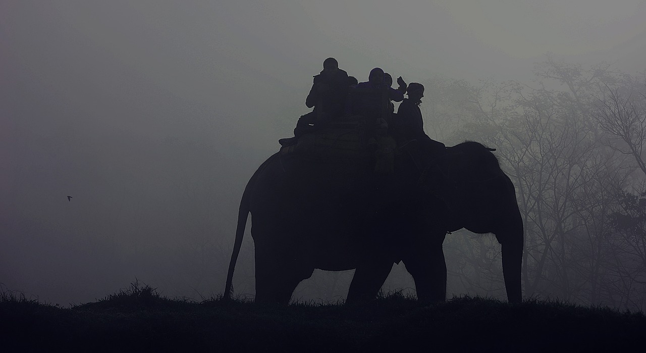 Cambodja: Ritten op olifanten eindelijk verboden!
