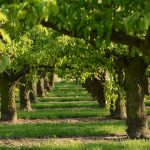 Arbres fruitiers