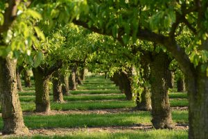 Arbres fruitiers