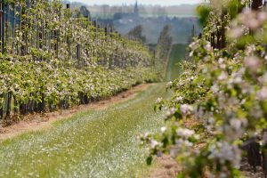Fruitbomen, bloesemwandeling