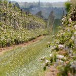 Les arbres fruitiers sur la promenade aux fleurs