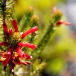 Fynbos, une végétation unique