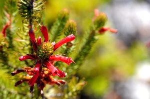 Fynbos, une végétation unique
