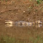 Kaaiman op de Rio Frio