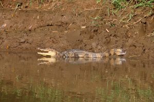 Kaaiman op de Rio Frio