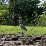 Blauwe reiger in de Cano Negro