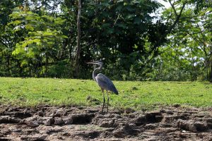 Blauwe reiger in de Cano Negro