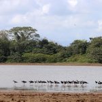 Amerikaanse stelten in de Cano Negro