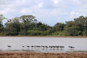 Echasses d'Amérique dans le Cano Negro