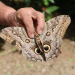 Papillon caligo