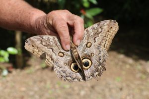 Papillon caligo