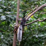 Eekhoorn in Tenorio National Park