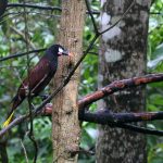 De cacique van Montezuma in het Tenorio National Park