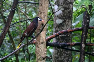 De cacique van Montezuma in het Tenorio National Park