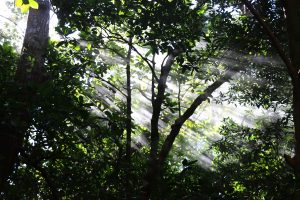 Dans le parc national du volcan Rincon de la Vieja