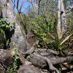 Stegosaurische leguanen