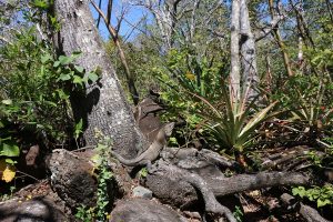 Stegosaurische leguanen