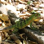 Lézard vert