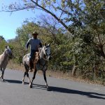 Saboneros, cow-boys local