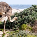 Une autruche sur la plage