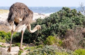 Une autruche sur la plage
