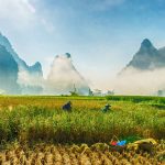 Récolte du riz dans le centre du Vietnam