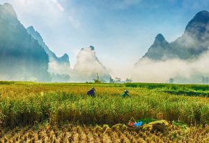 Récolte du riz dans le centre du Vietnam