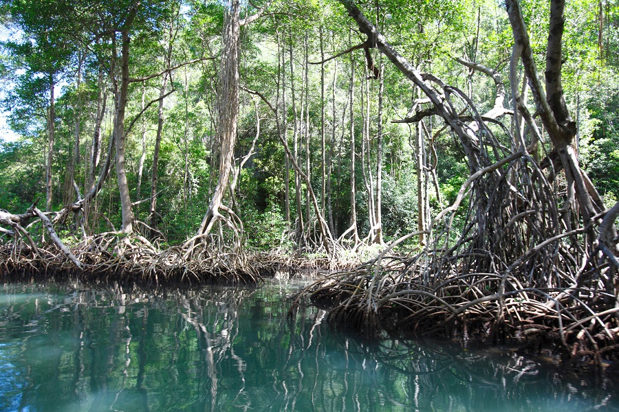 Los Haitises foret de mangroves