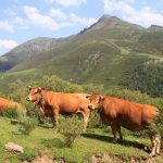 Elevage en pleine nature