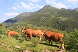 Elevage en pleine nature