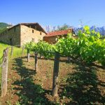 Vignobles