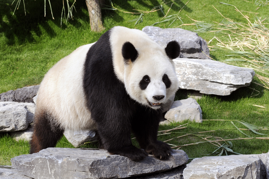 Pairi Daiza : les pandas Hao Hao et Xing Hui fêtent leur anniversaire !