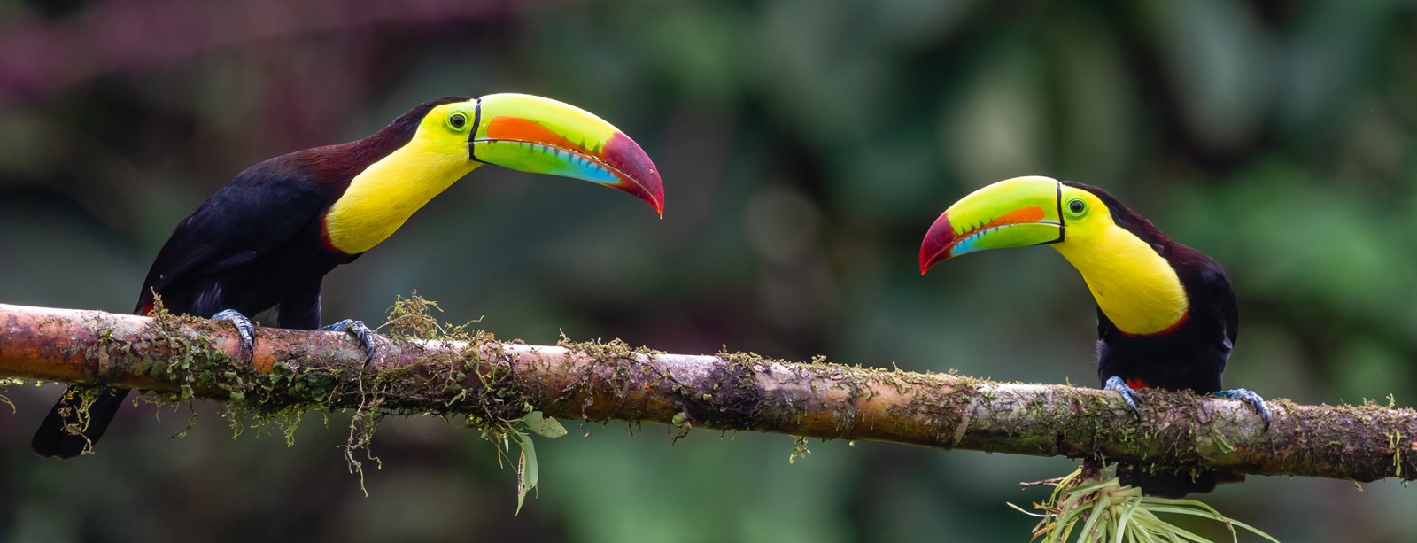 Costa Rica