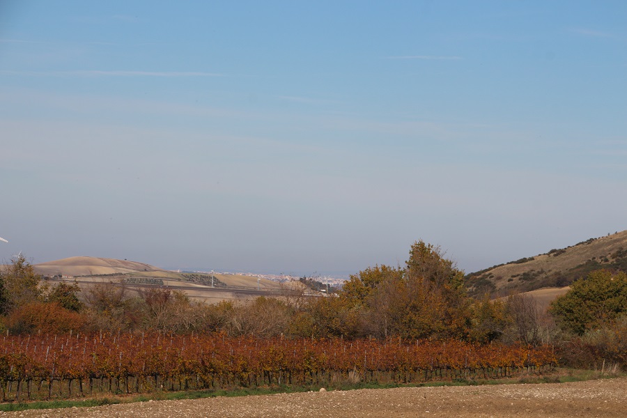Paysage et vignes à Orsara