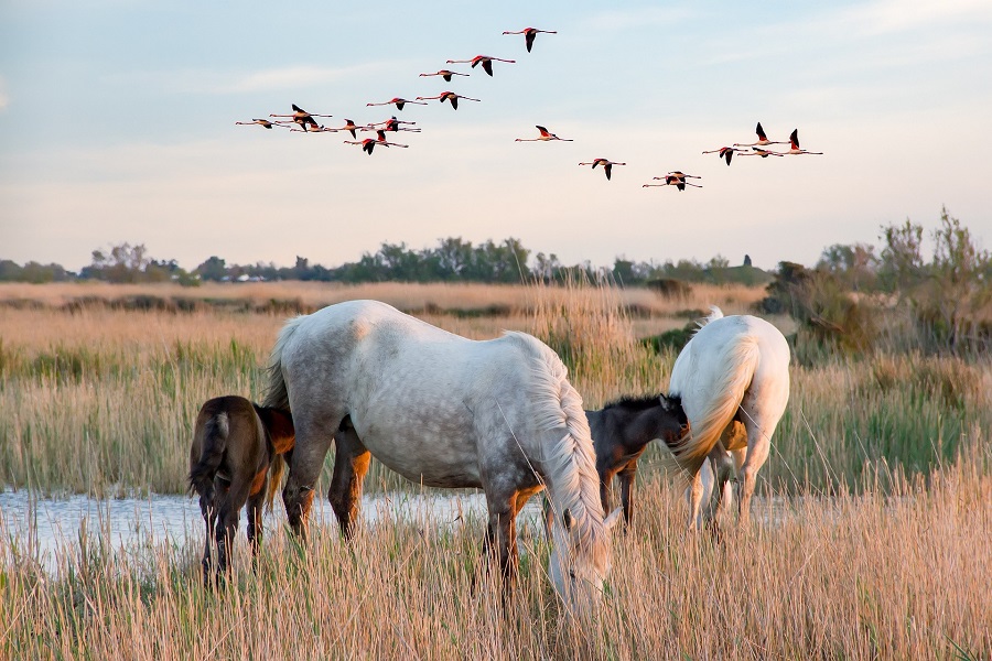 De natuur van Camargue