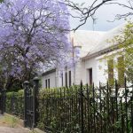 Un Jacarandas à Stellenbosch