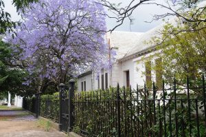 Un Jacarandas à Stellenbosch